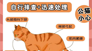 猫咪总是尿不出❓尿闭症状自查➕处理方法
