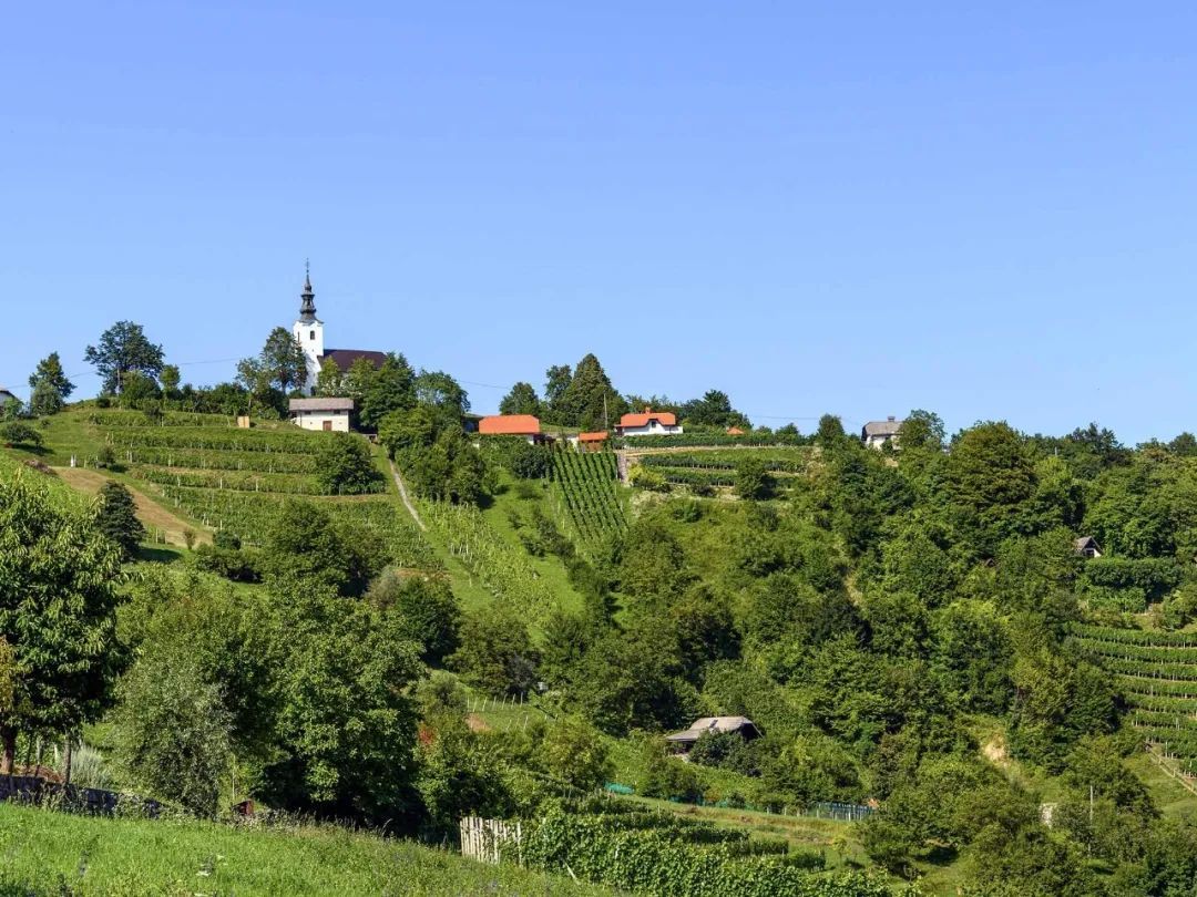 斯洛文尼亚葡萄酒产区概况