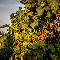 斯洛文尼亚红葡萄品种