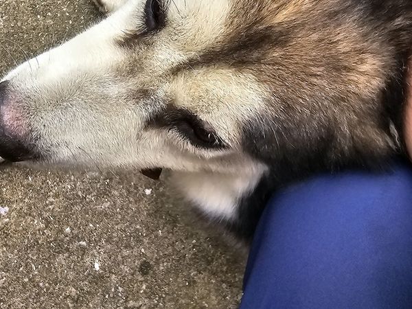 这是什么品种的汪？我爸说是阿拉斯加，我弟说是哈士奇