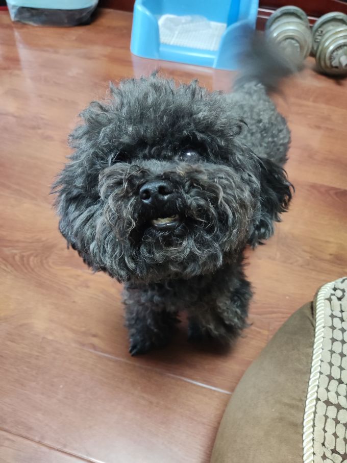 狗狗
