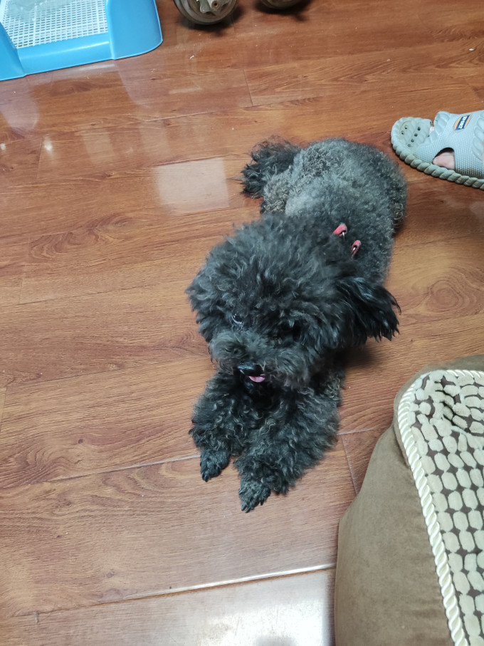 狗狗