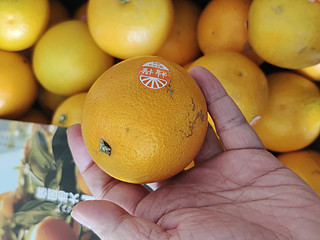 虽小但好吃的橙子
