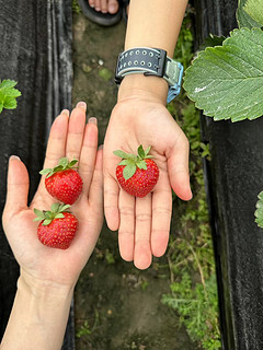 和值得买的2023，阳光正好，微风不燥，适合摘草莓