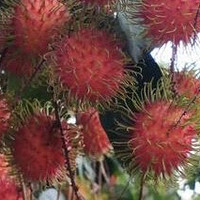 红毛丹的奇妙世界：揭秘热带水果的秘密！