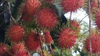 红毛丹的奇妙世界：揭秘热带水果的秘密！