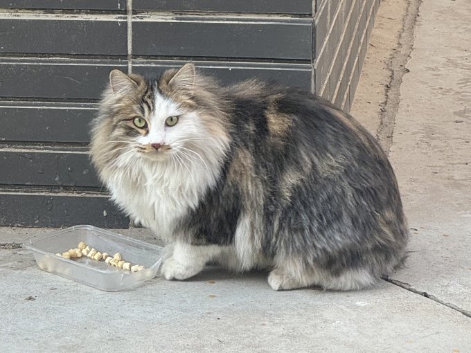 京东京造猫咪零食罐/妙鲜包