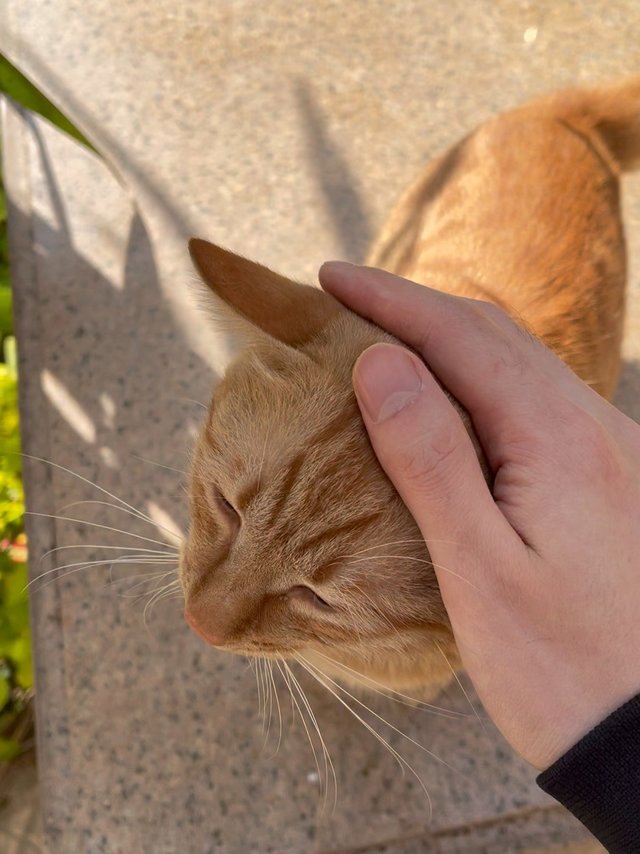 不爱猫粮不爱罐头，一如既往的爱被摸头！