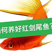 怎么养好红剑尾鱼？这6个关键点你要知道，否则难养好