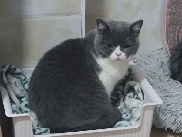 论带滑轮收纳箱加个毯子改成猫窝