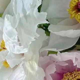 打死也不在家里养的3种花，花旺人不旺，别不当一回事！
