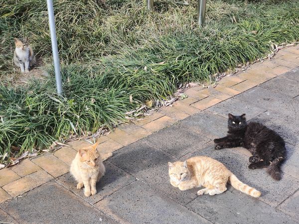 楼下流浪猫晒太阳，2023年我的生活目标之一就是不让它们饿肚子
