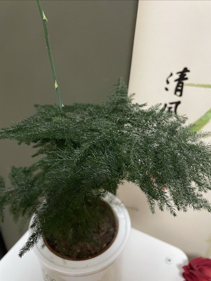 为你开盆栽
