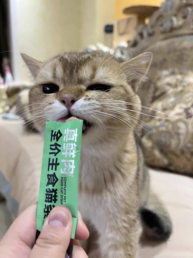 成幼猫专用猫咪肉湿粮！