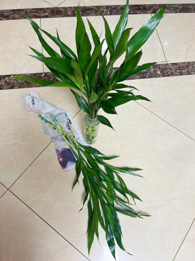 京东鲜花盆栽