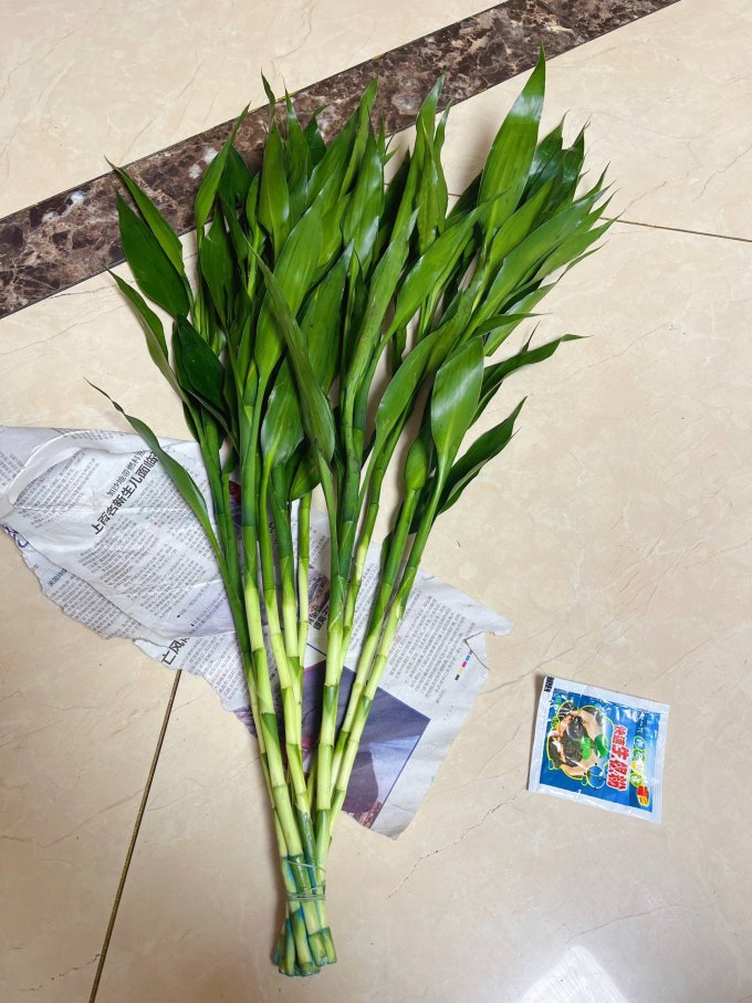 京东鲜花盆栽