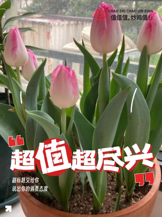 鲜花绿植
