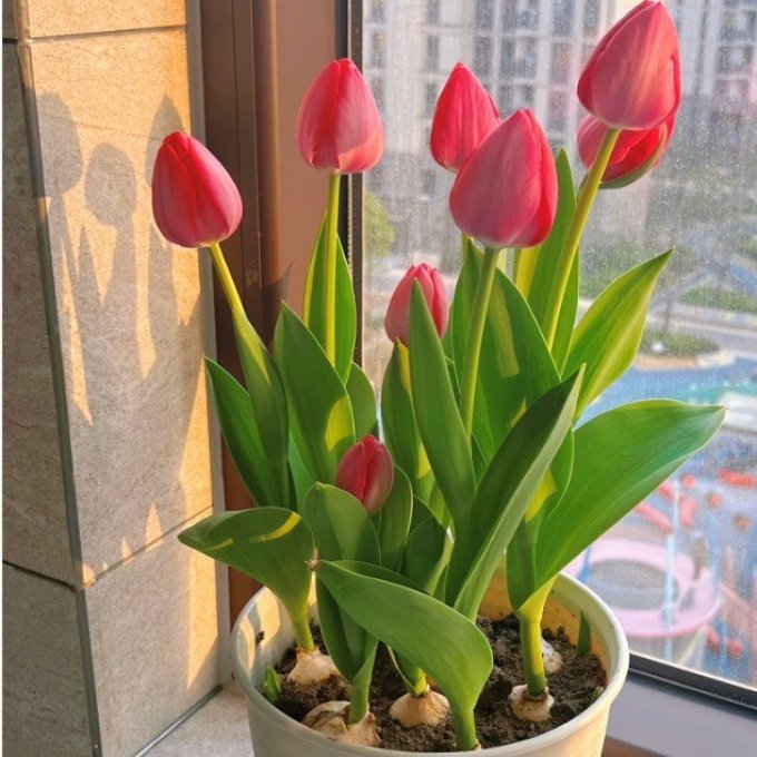 鲜花绿植