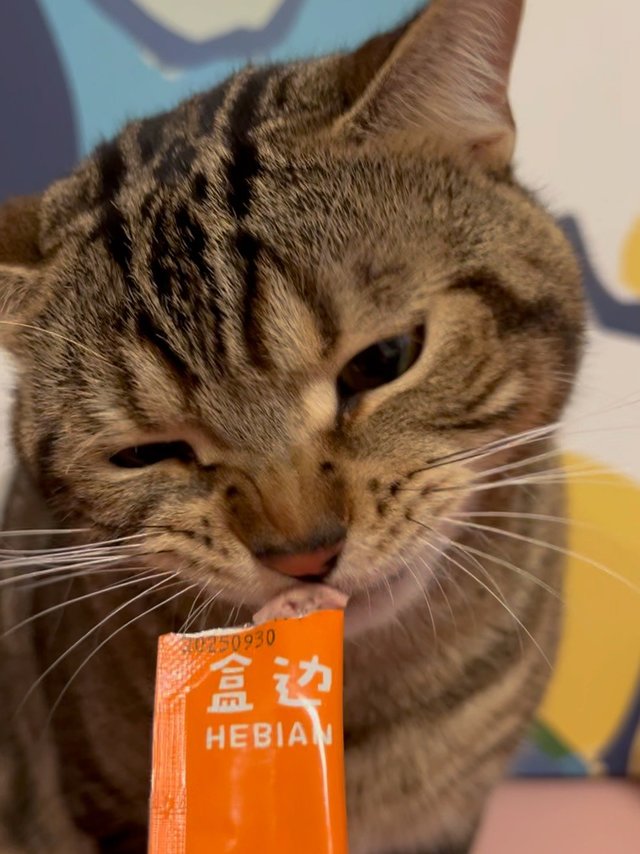 猫条时间到～盒边的猫条太太太好吃了