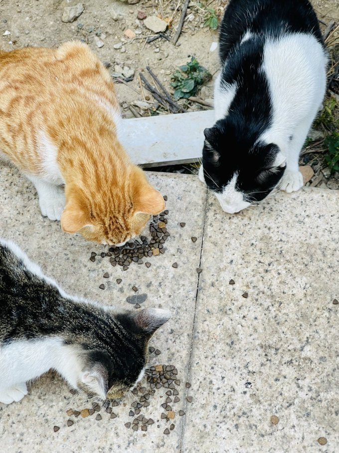 猫咪干粮
