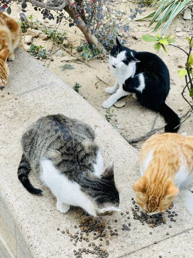 猫咪干粮