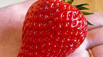 【京东发货，】“好看的草莓千篇一律，好吃的草莓万里挑一” 丹东九九草莓，终于来了，味道超浓郁！！