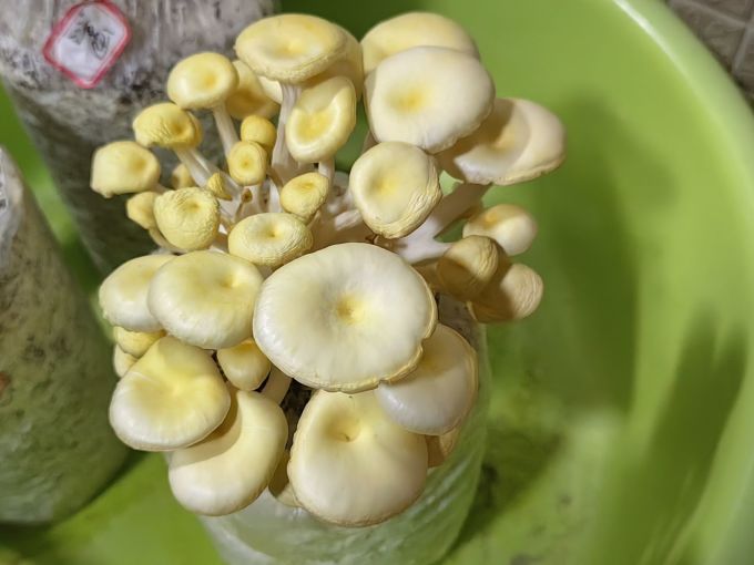 彩虹菇娘南北干货