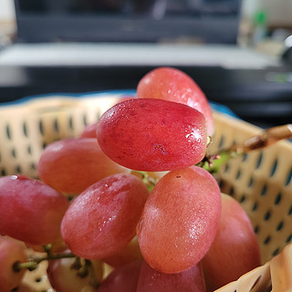 避开热门，除了青提，还有红提可以选