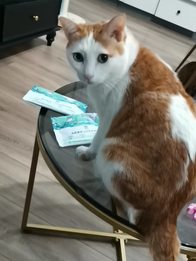 快点来案发现场橘猫偷吃蓝氏猫粮