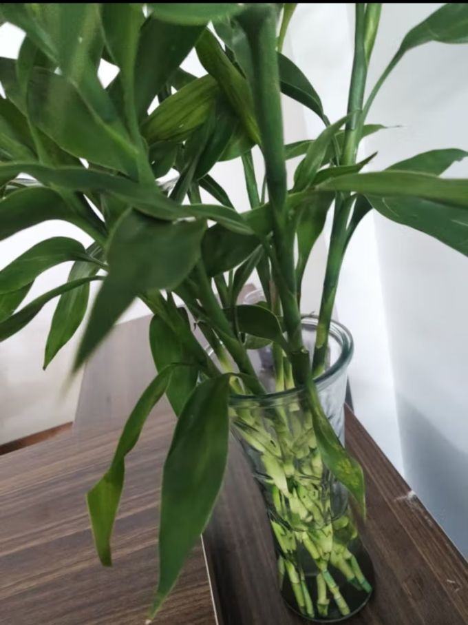 京东鲜花盆栽