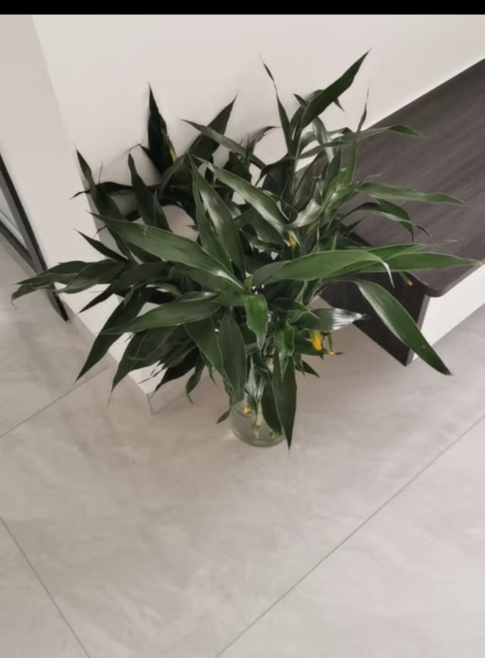京东鲜花盆栽