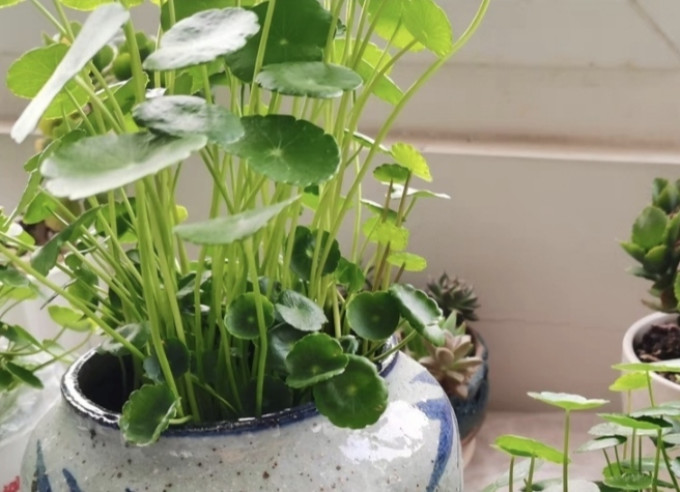 萌肉居鲜花绿植