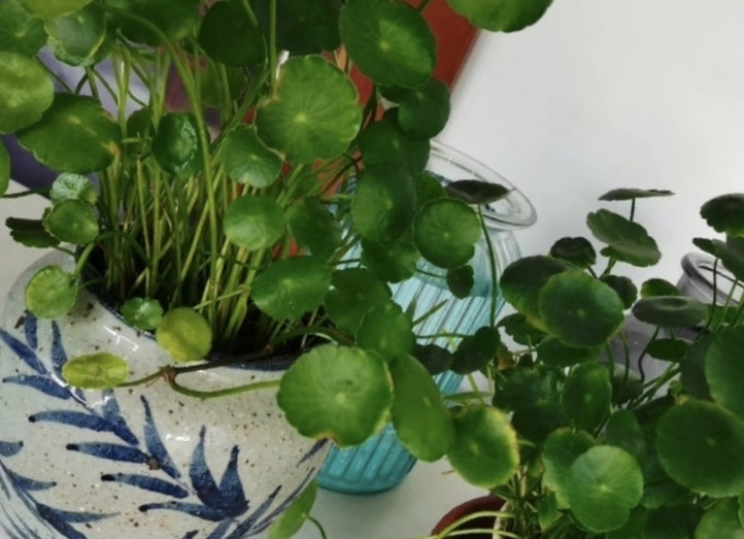 萌肉居鲜花绿植