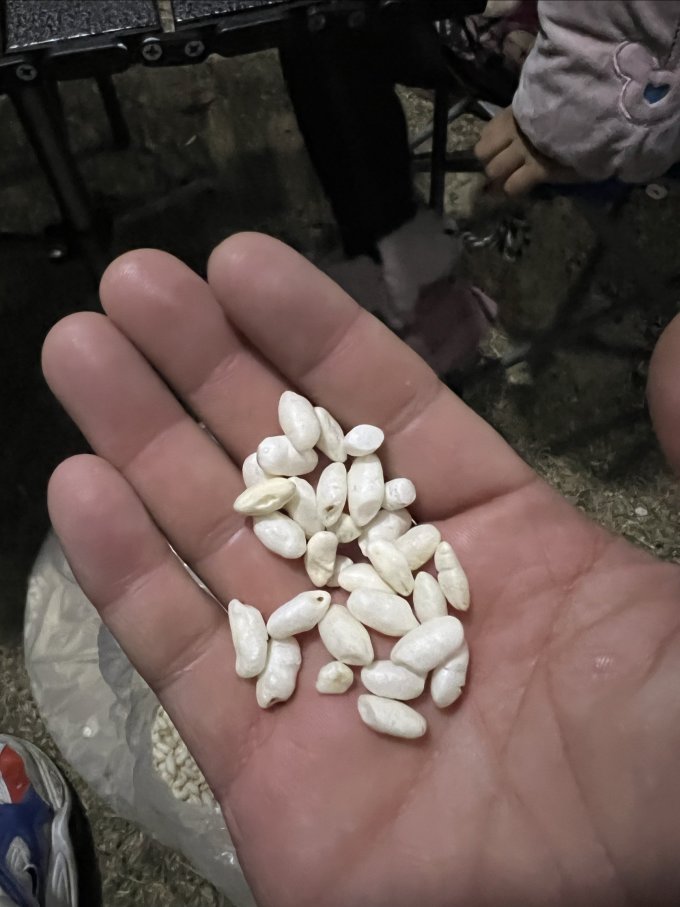 金惟他冲调饮品