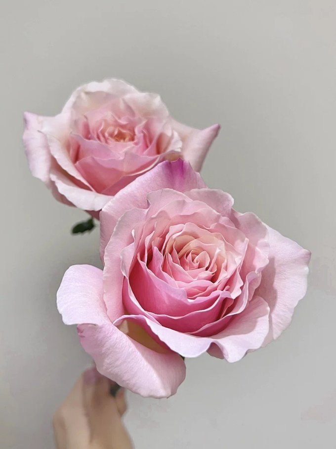 鲜花绿植