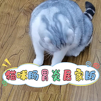 猫咪肠胃炎居家版