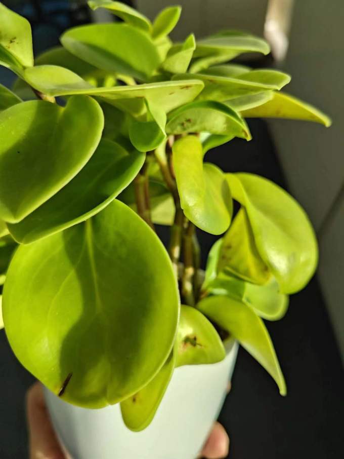 花七休鲜花绿植