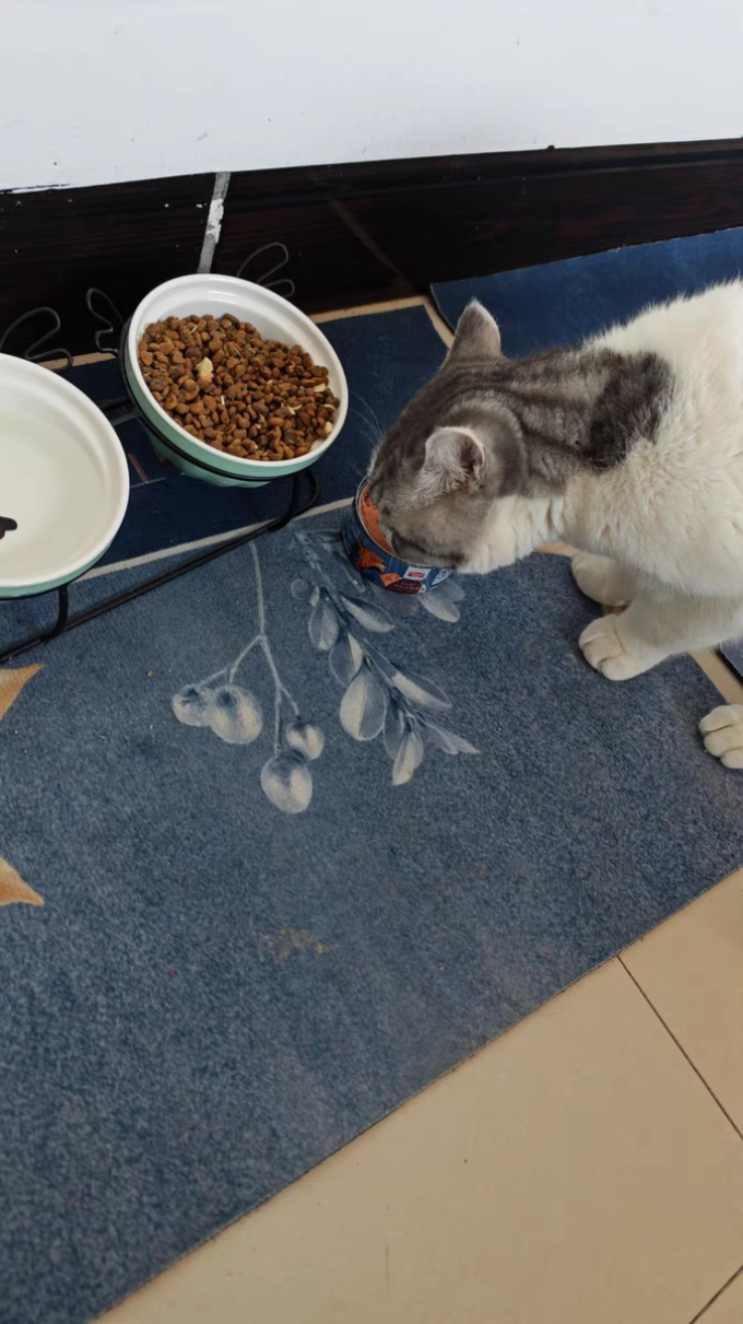 麦富迪猫咪干粮