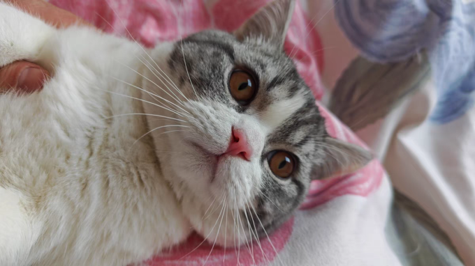 麦富迪猫咪干粮