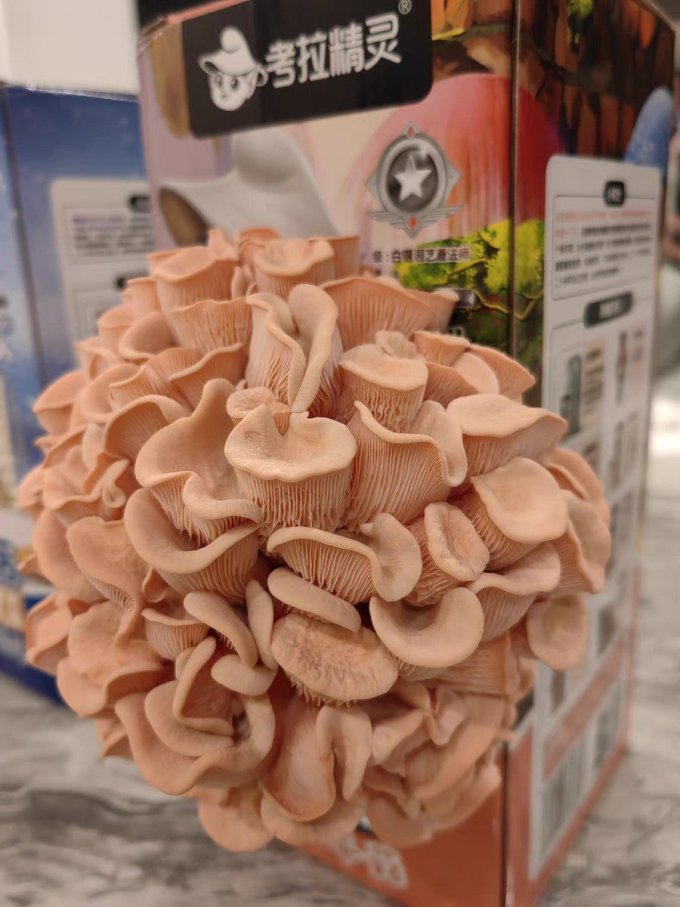 考拉精灵园艺用品