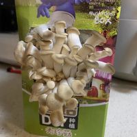 居家种蘑菇太有成就感了