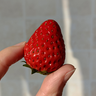 草莓吃了没烦恼