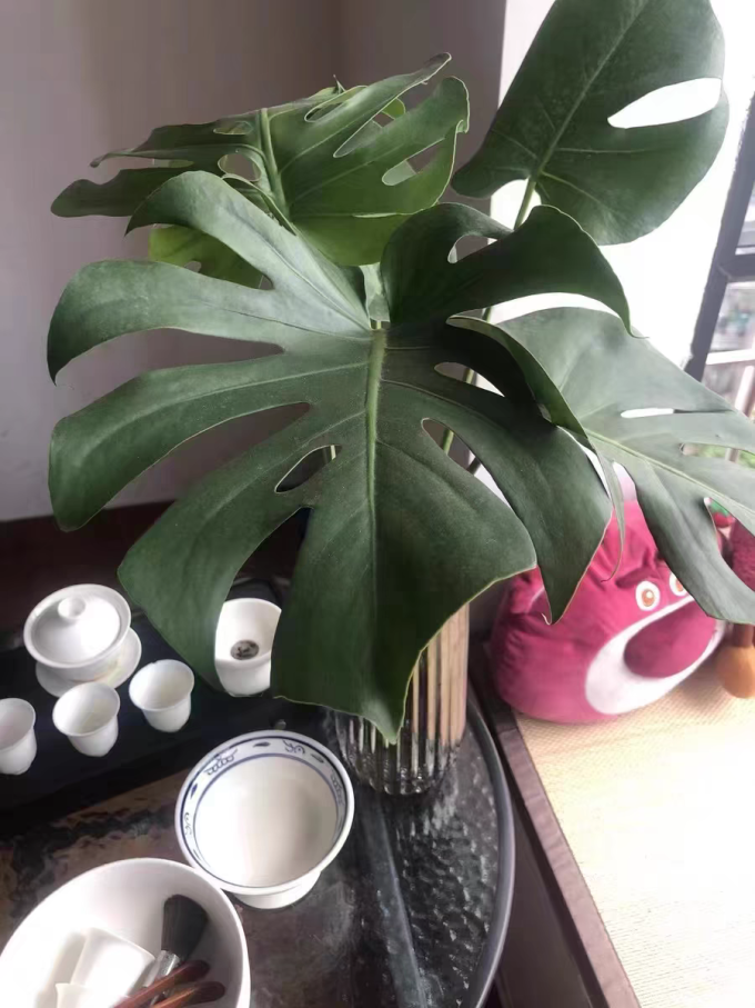 急兔鲜花绿植