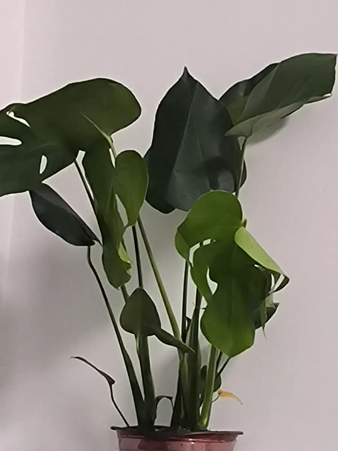 急兔鲜花绿植