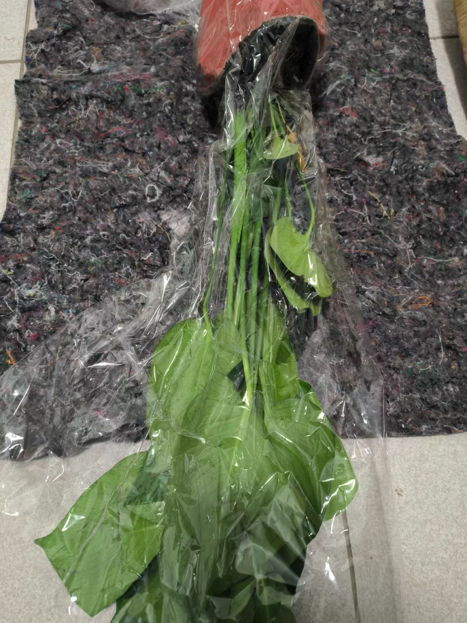 急兔鲜花绿植