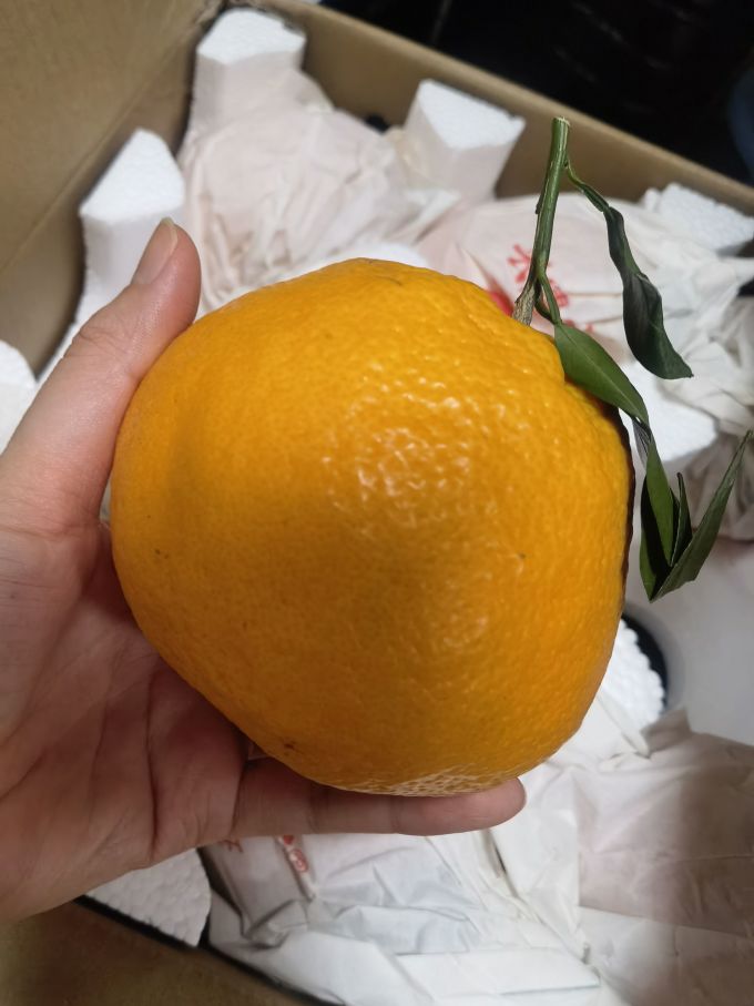 新鲜水果