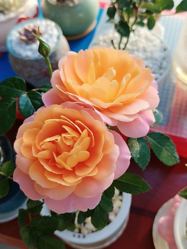 清新可爱的果汁阳台，过年必养的花卉