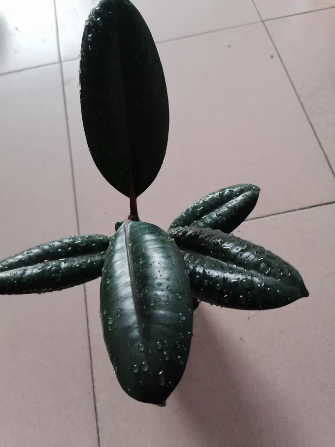 欧芽盆栽