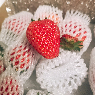 草莓季，你尝鲜了吗？