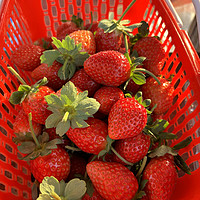 到了吃草莓的季节，就快要过年了